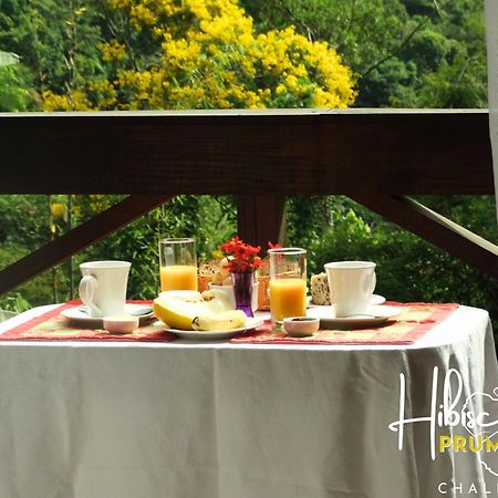 Hibiscus Prumirim Chales أوباتوبا المظهر الخارجي الصورة